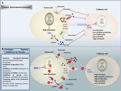 Targeting Tumor Metabolism: A New Challenge to Improve Immunotherapy